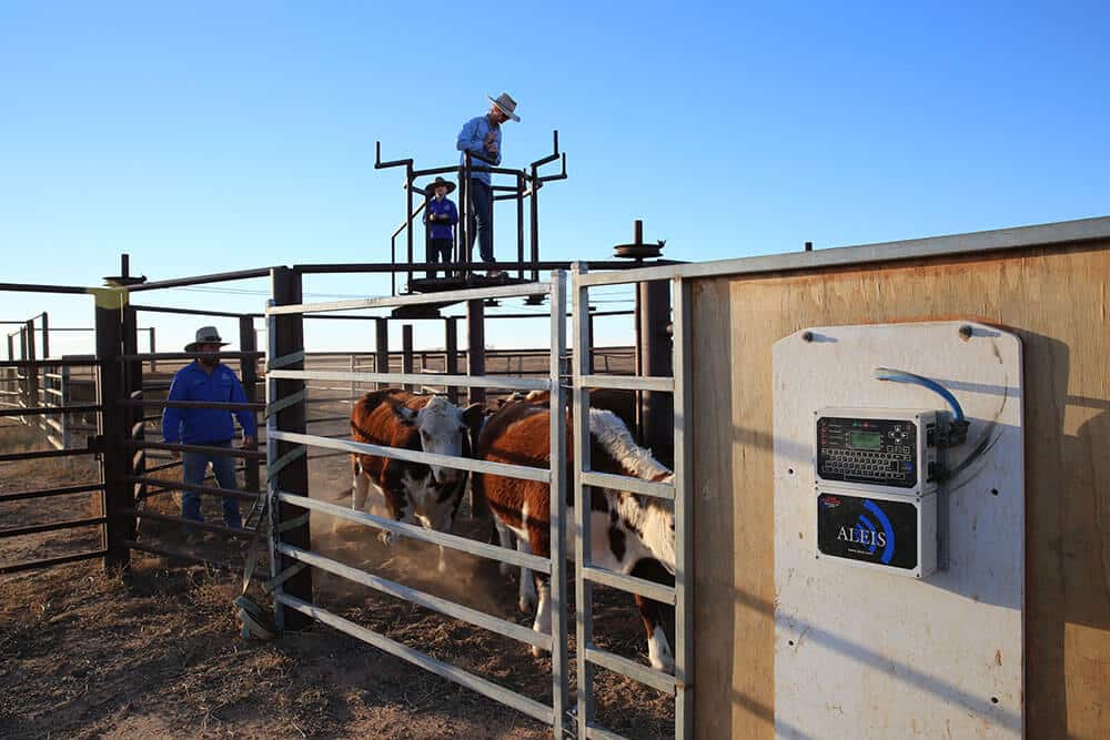 Sorting cattle into the yards - Image by Fiona Lake 