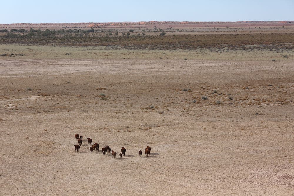 A small mob of cattle on Cordillo Downs - Image by Fiona Lake