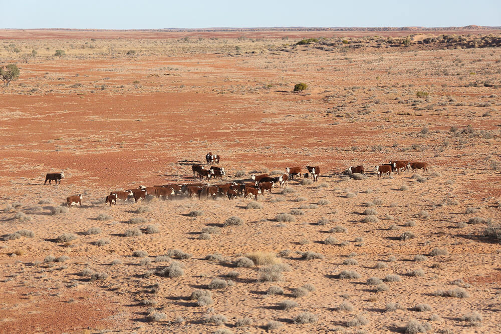 Small mob of cattle on Cordillo Downs - Image by Fiona Lake