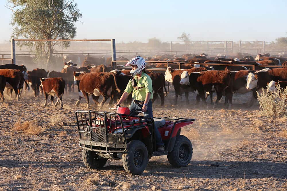 Cordillo grazier assisting with yarding - Image by Fiona Lake