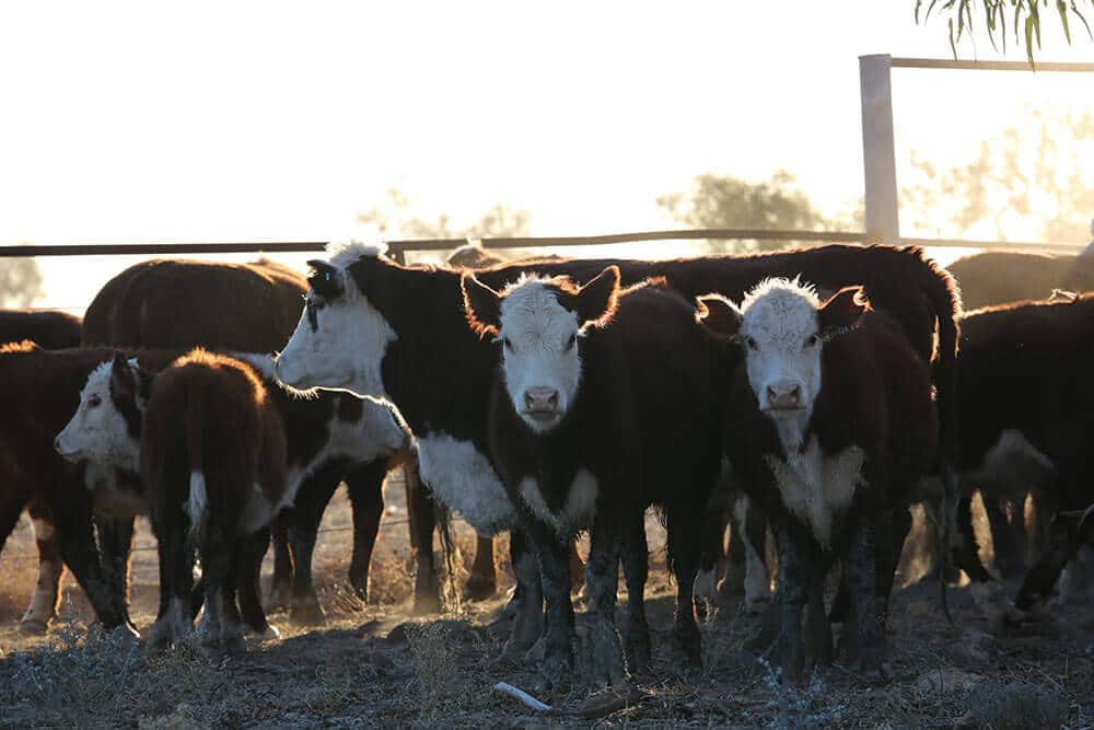 Sunlit cattle in the Cordillo yard - Image by Fiona Lake 