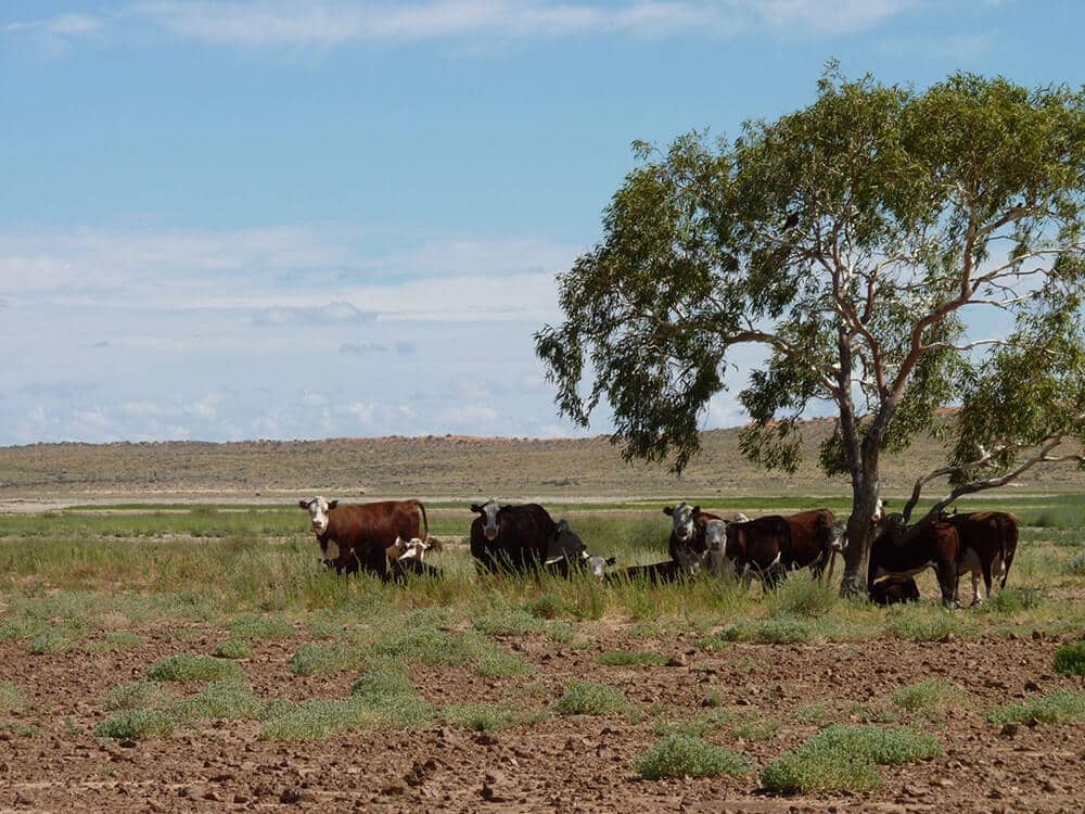 Small mob of cattle resting under a tree