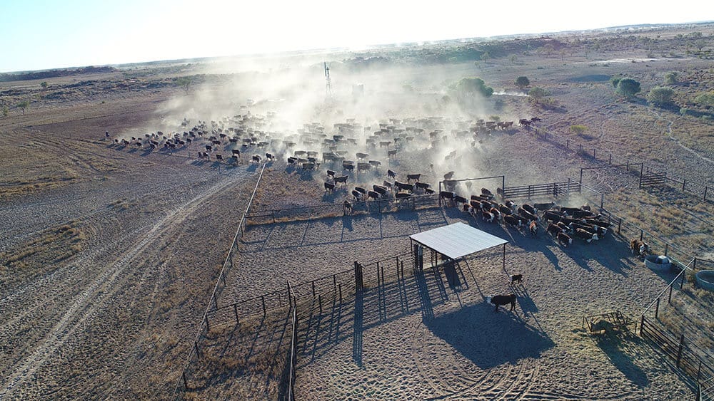 Mustering the mob of cattle into the yards - Image by Fiona Lake