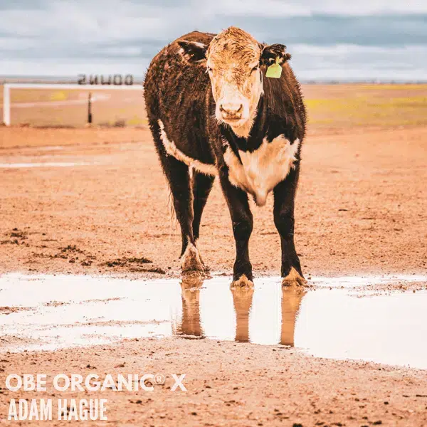 Happy cow after the rain