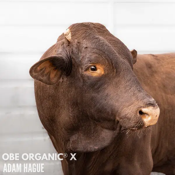 Cow looking to the right side