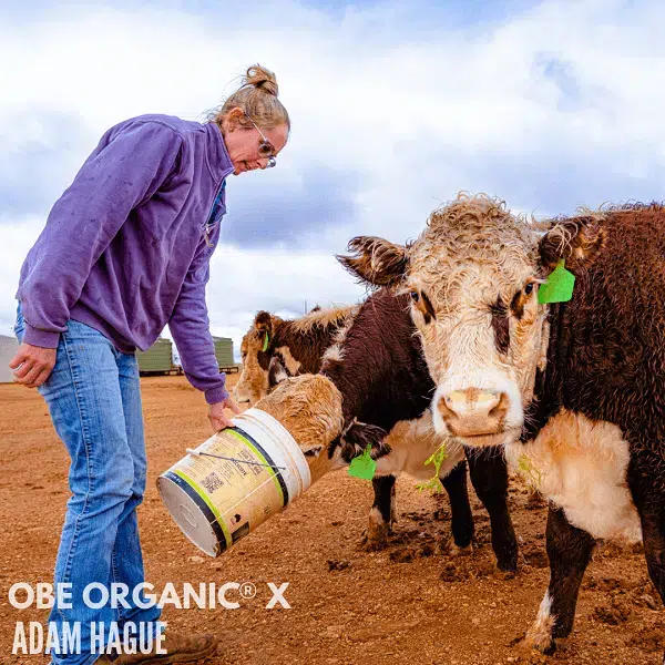 Giving treats to the calves