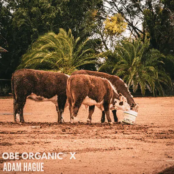 What I Learnt From Life About A Poddy Calf