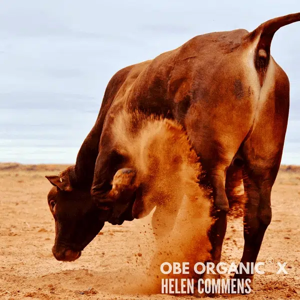Brown cow grazing in dry red dirt under clear blue sky.