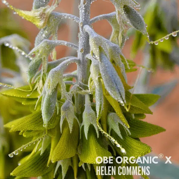 Close-up of a spiky green desert plant with blurred outback background.