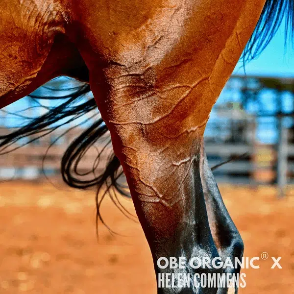 Close-up of a horse’s leg and hoof standing on red desert sand.