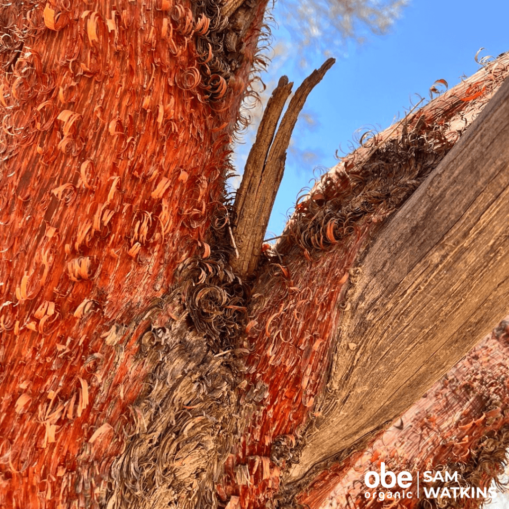 red mulga tree