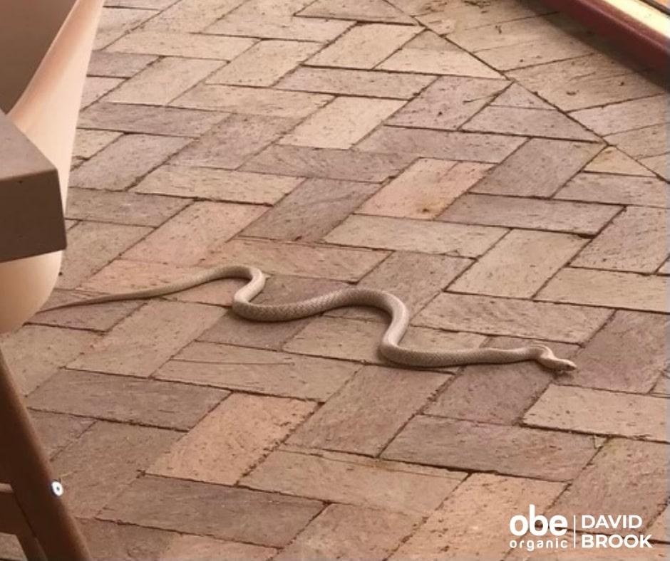 Birdsville snakes