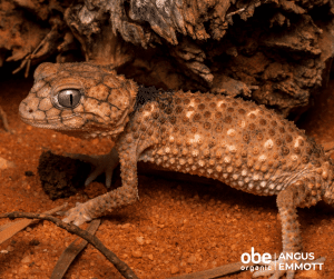Knob-tailed gecko