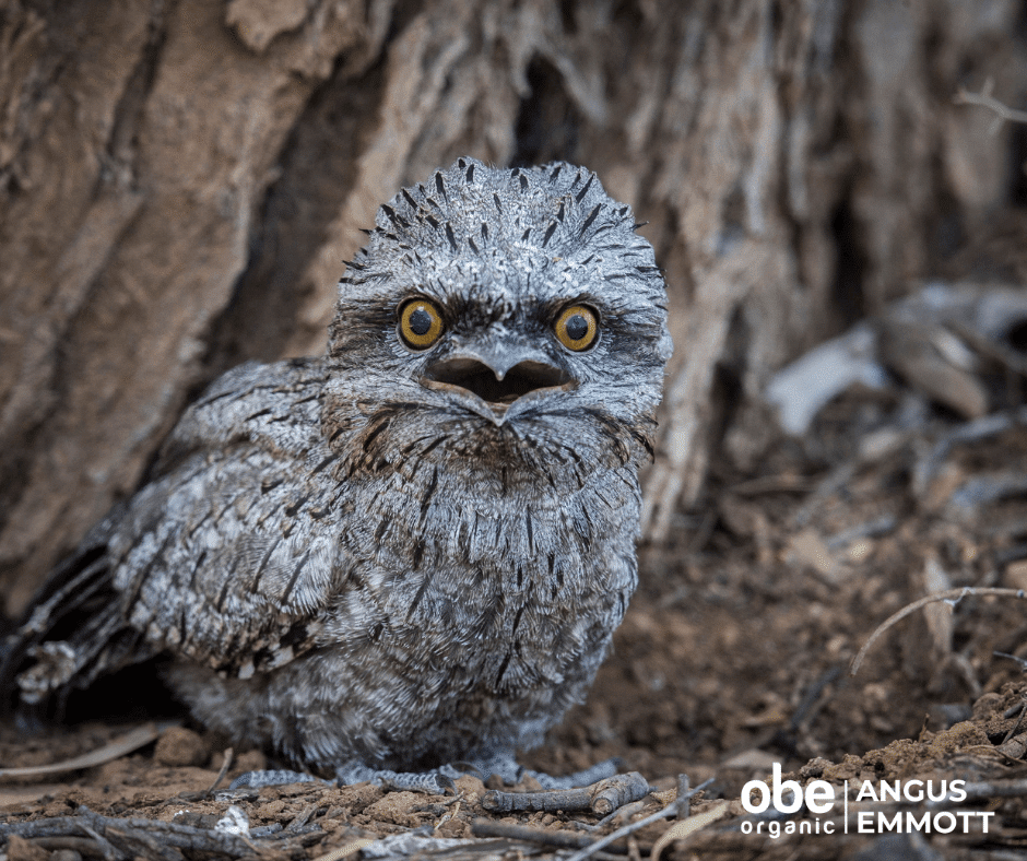 Tawny Frogmouth recently fledged