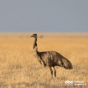 Emu on Mitchell Grass Downs