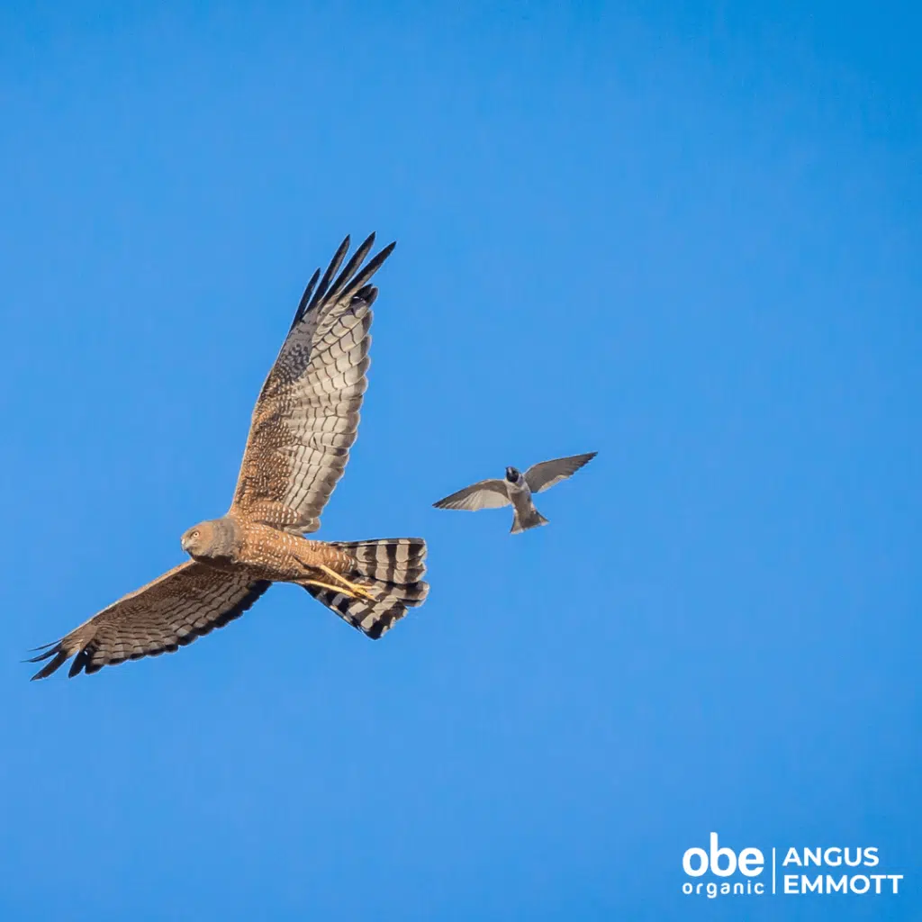 Spotted harrier & wood swallow