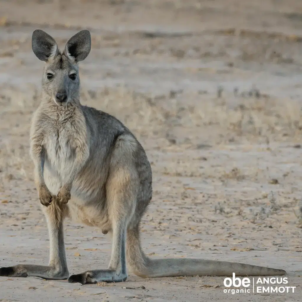 Wallaroo | OBE Organic
