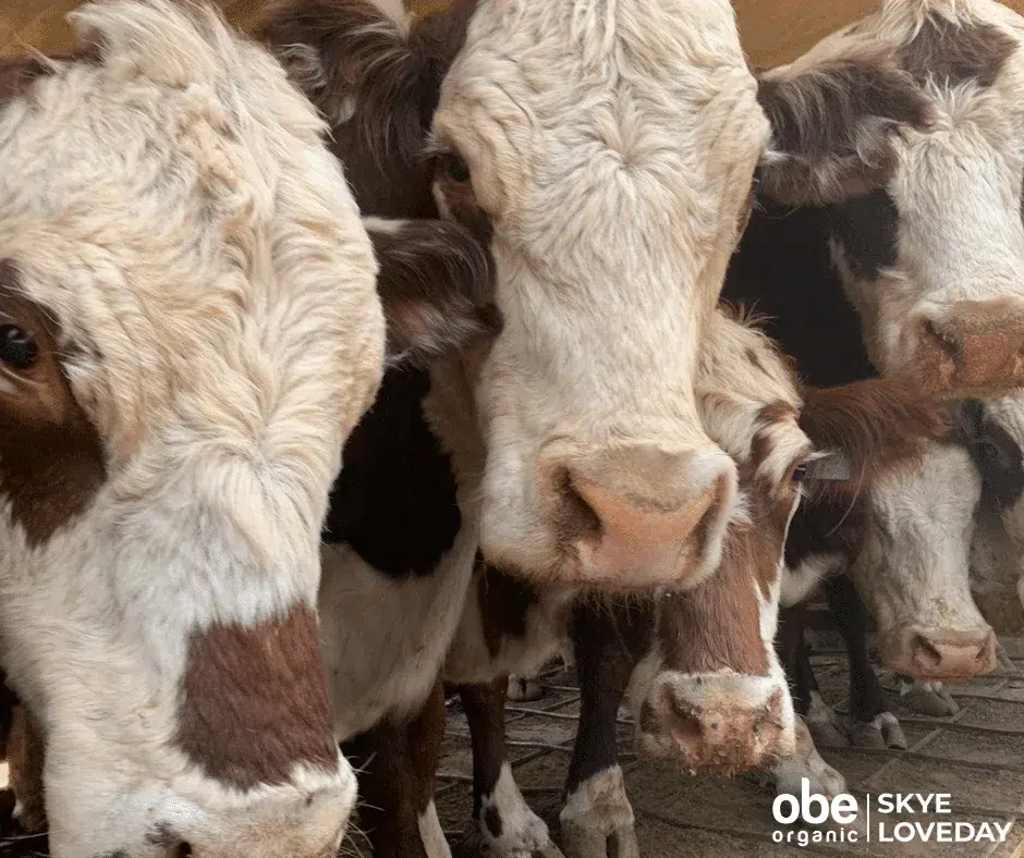 Close-up of a group of brown and white organic cattle standing together in a sheltered area, with visible details of their faces and noses.