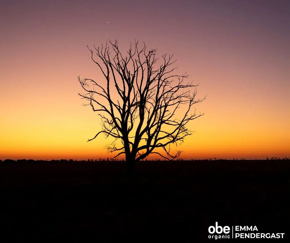 Silhouette of a bare tree at sunset in a rural landscape.