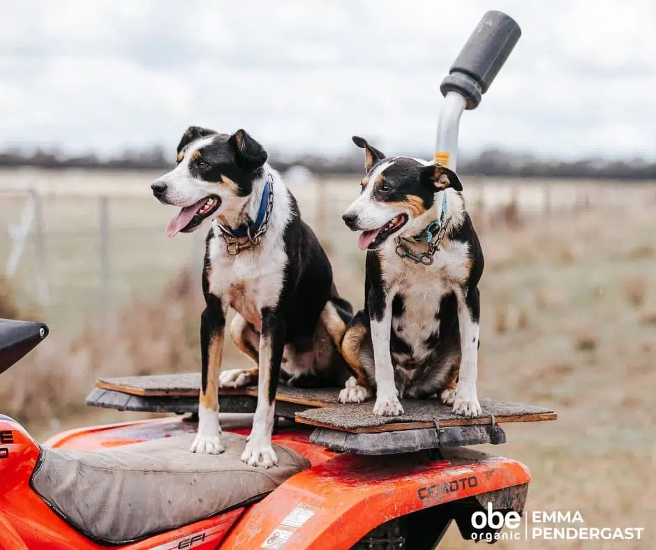 Working Dogs are Keen to Work