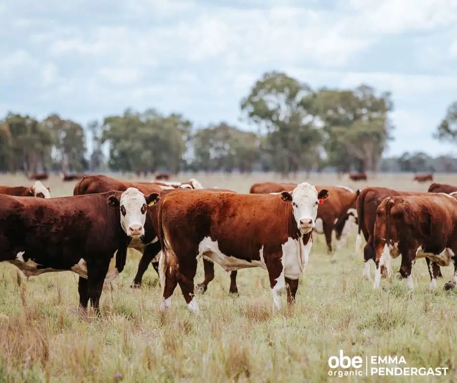 Hereford cattle standing in a grassy pasture under a blue sky.