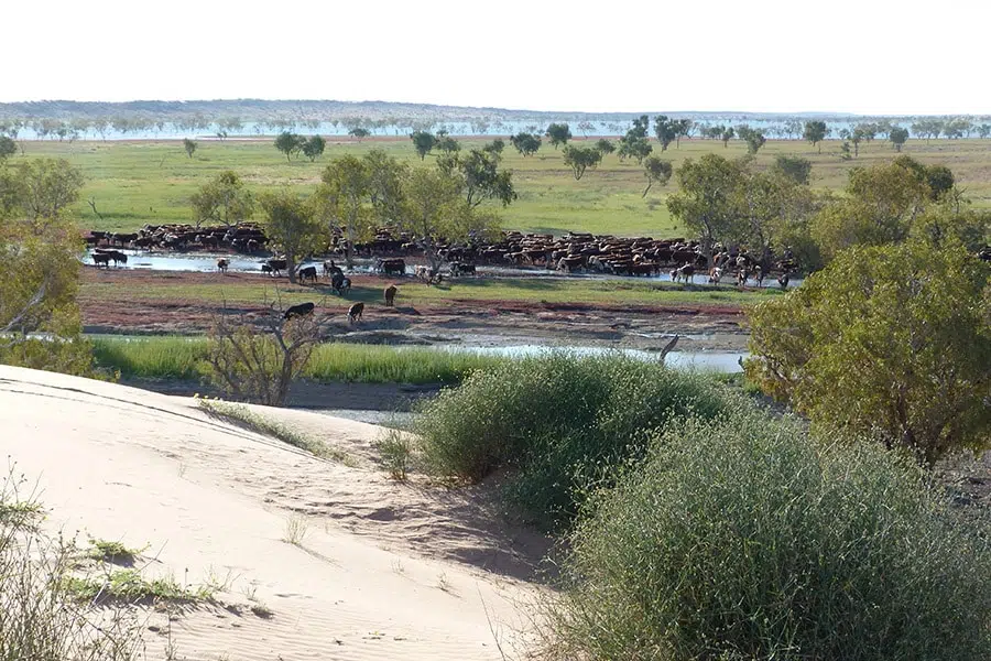 Large herd of cattle gathered around a waterhole in a green outback landscape with sparse trees and sand dunes in the foreground.