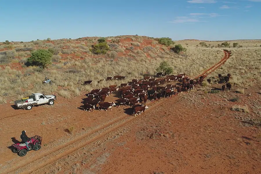 Aerial view of cattle being herded along a dirt track in a dry, red-soil Australian landscape, guided by a person on an ATV and a utility vehicle.