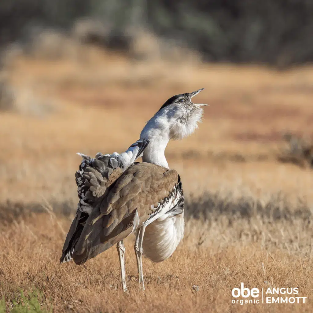A Bustard Bird OBE Organic(00)