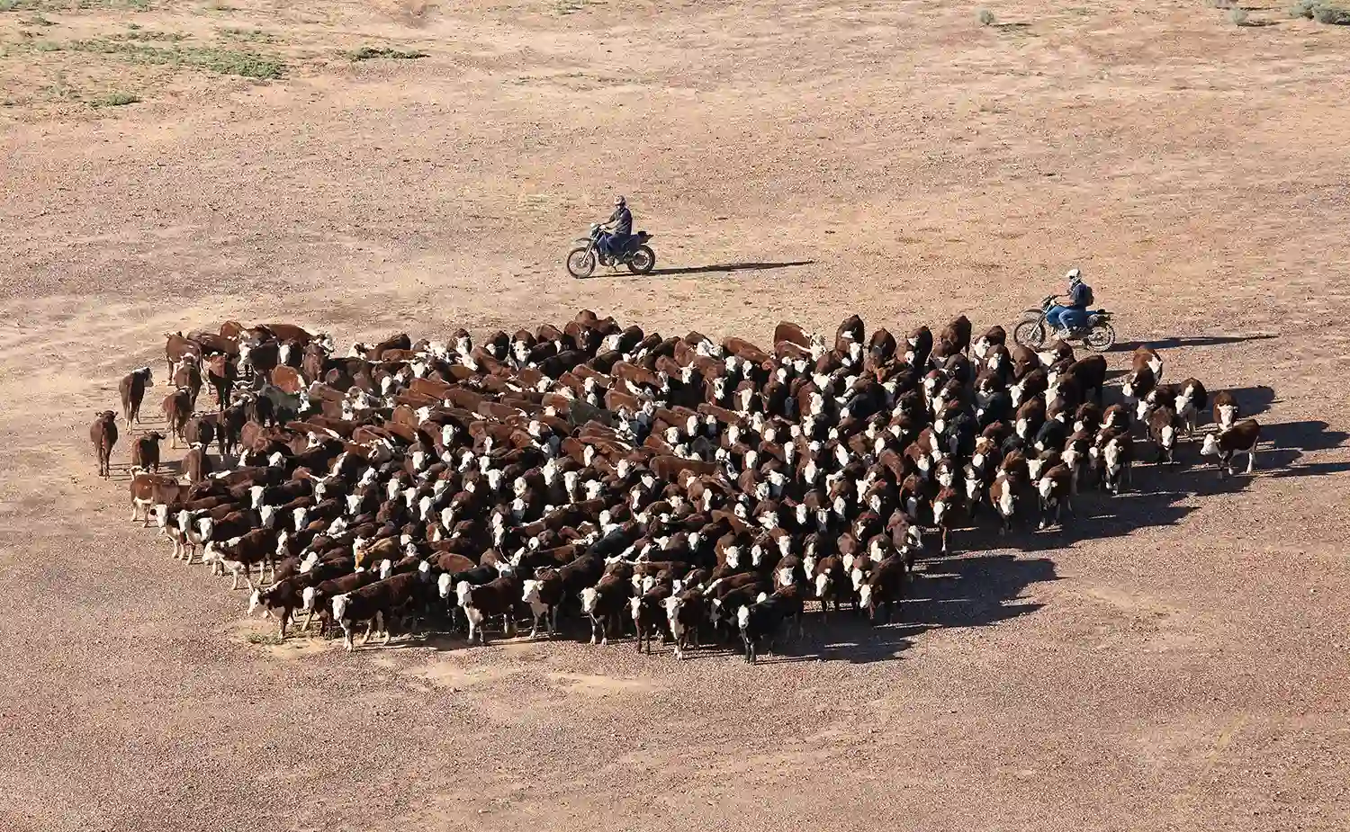 Aerial view of two motorcyclists herding a large group of brown and white cattle across a dry, open landscape.