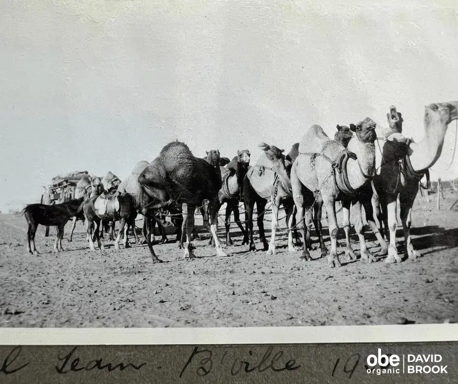 Camel Team Birdsville Img