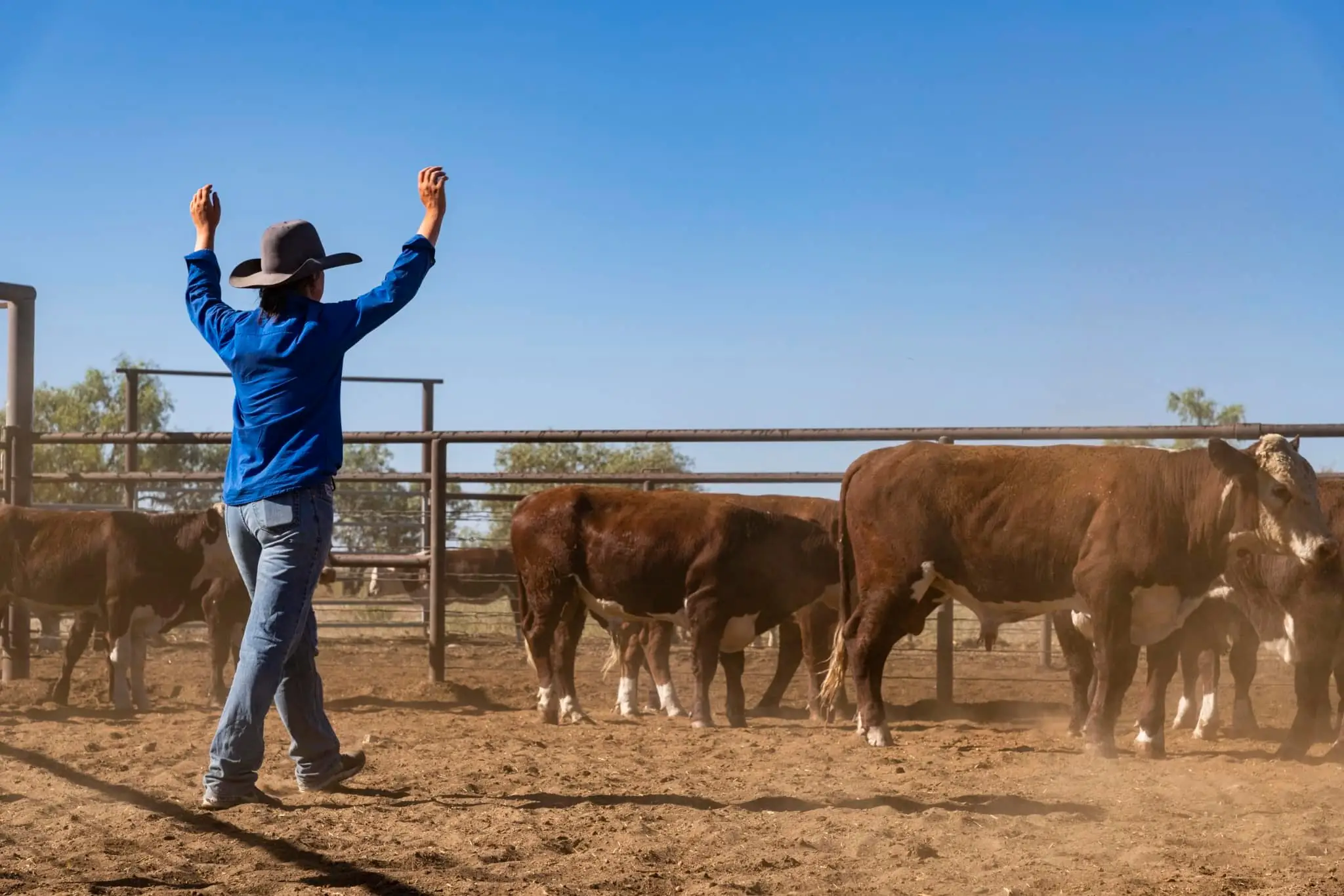A person wearing a cowboy hat and blue shirt raises their arms while herding cattle in a dusty livestock pen under a clear blue sky.