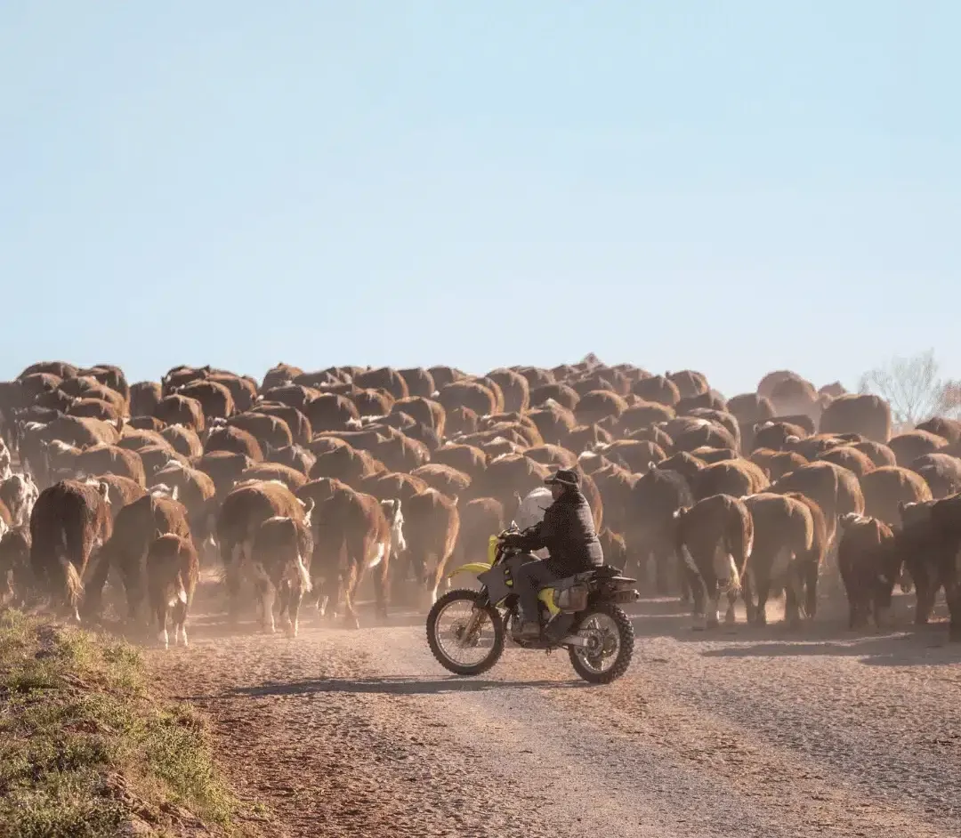 A cattle worker on a motorbike rides along a dusty road, herding a large group of brown cattle under a clear sky.