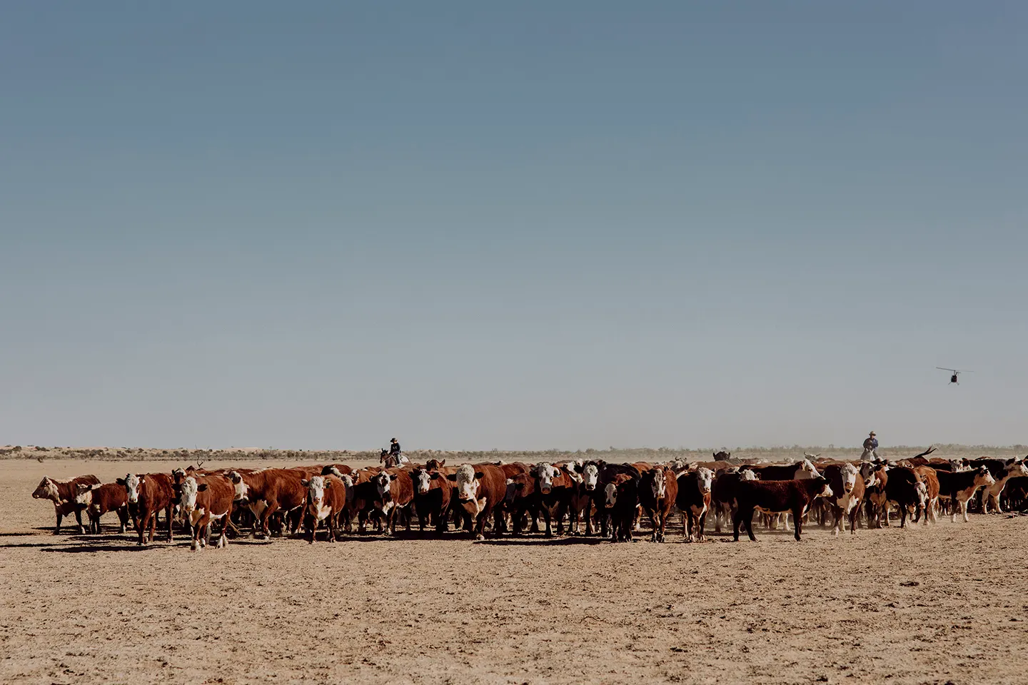 Cattle Muster With Helicopter Support In Arid Outback