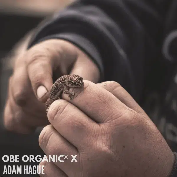 Friendly Wildlife, a friendly gecko