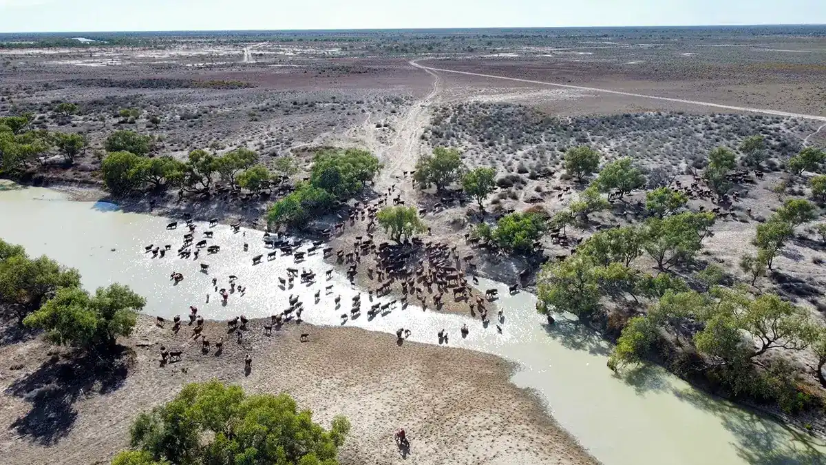 Aerial View Of Cattle Herd Crossing Water In The Outback