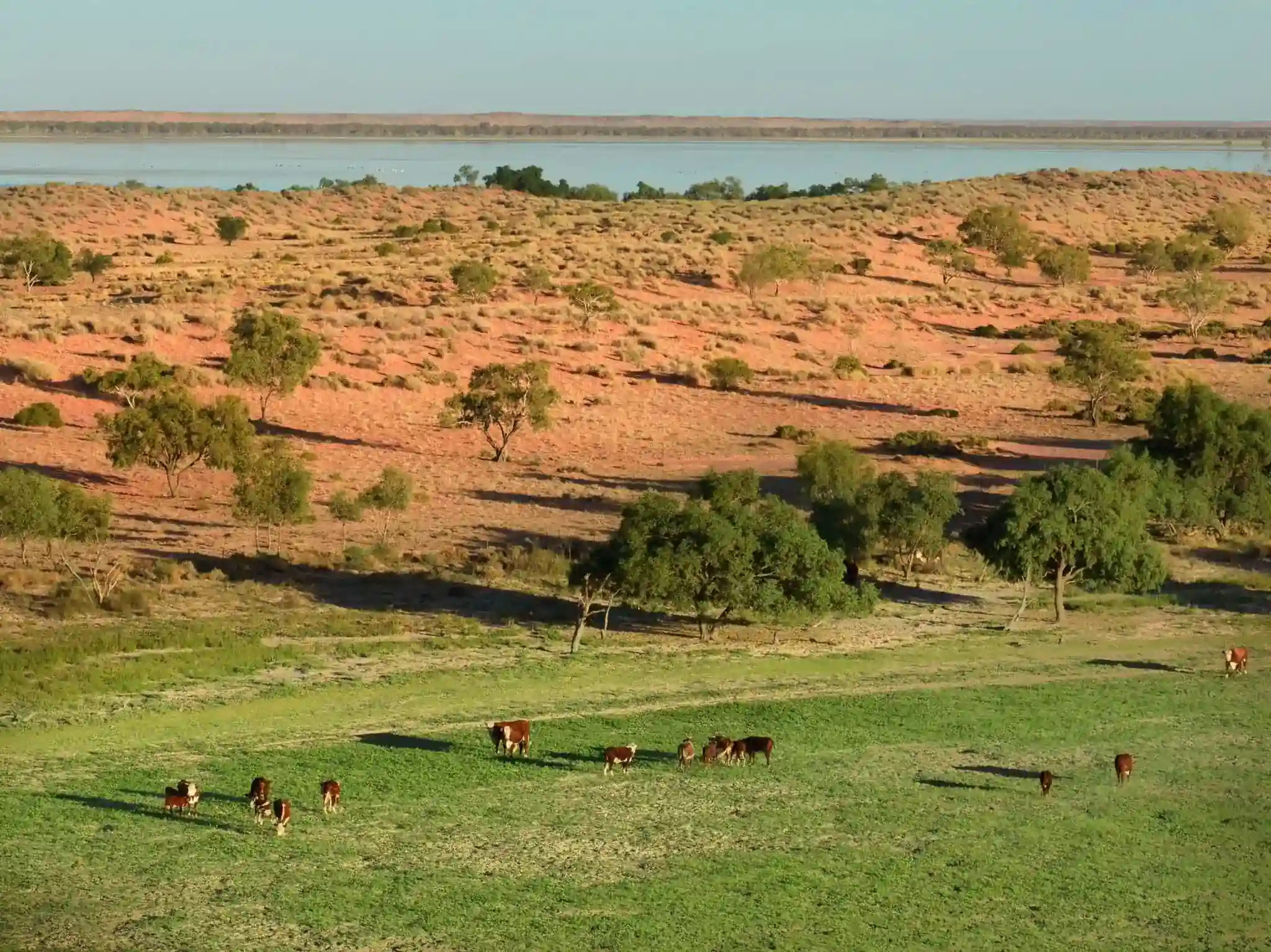 Cattle Grazing On Green Pasture In The Australian Outback ()