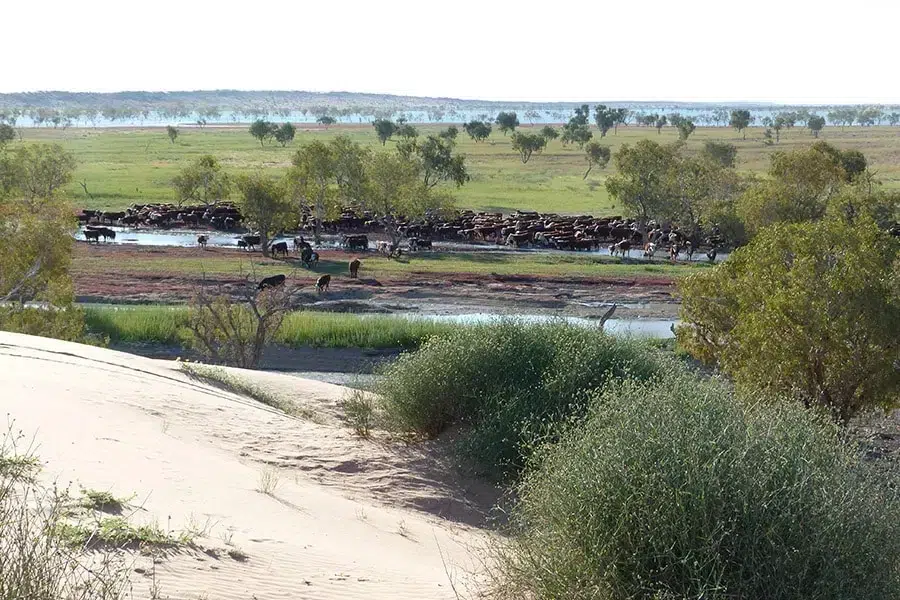 A large herd of cattle gathers near a waterhole surrounded by trees and grassy plains, viewed from a sandy dune in the Australian outback.