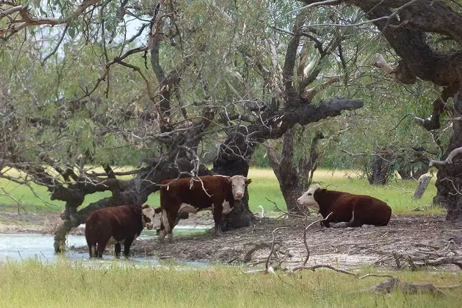 Three Hereford cattle rest and drink near a waterhole under the shade of large, twisted eucalyptus trees in a grassy outback setting.
