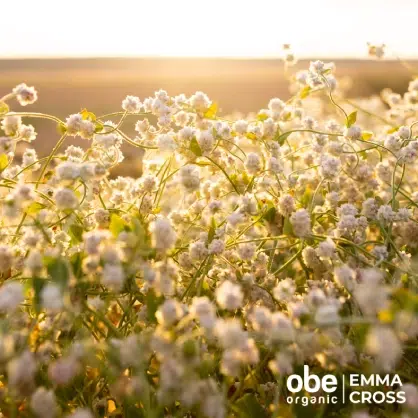 OBE Organic Wildflowers